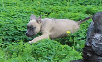 DDDawgs Frankie Gonna Thongya